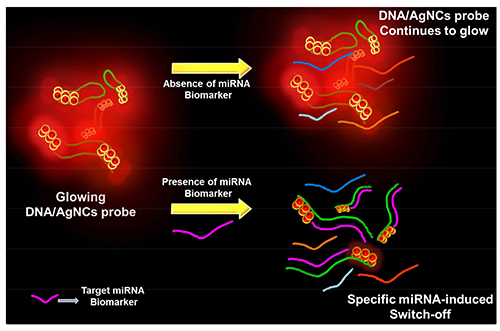 Principle of DNA/AgNC based microRNA detection method. Fluorescence of secondary structure forming DNA/AgNC sensor is dropped in the presence of specific target microRNA