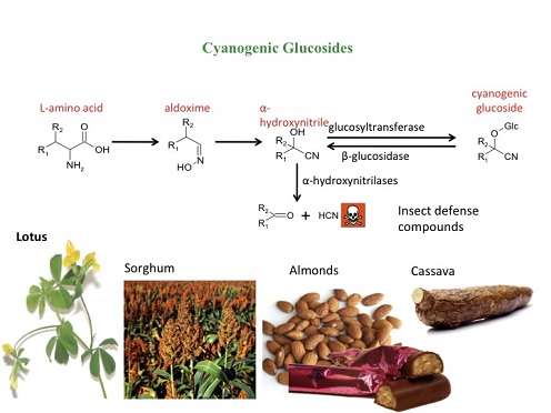 CyanogenGlucoside_496px